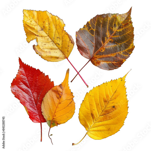 Four different colored leaves are shown in a close up photo