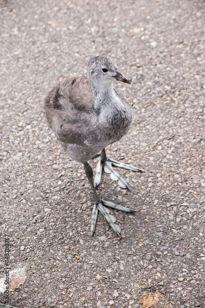 Fototapeta premium the eurasian coot chick does not have its black feathers or shield yet