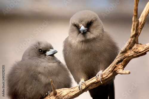 The dusky woodswallow is a chunky bird with broad, triangular wings and short, decurved bill; it has dark brownish-gray plumage overall photo