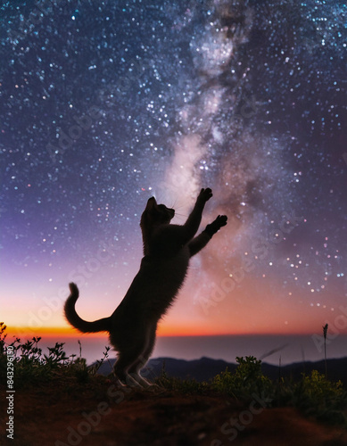 星空を背景にした猫