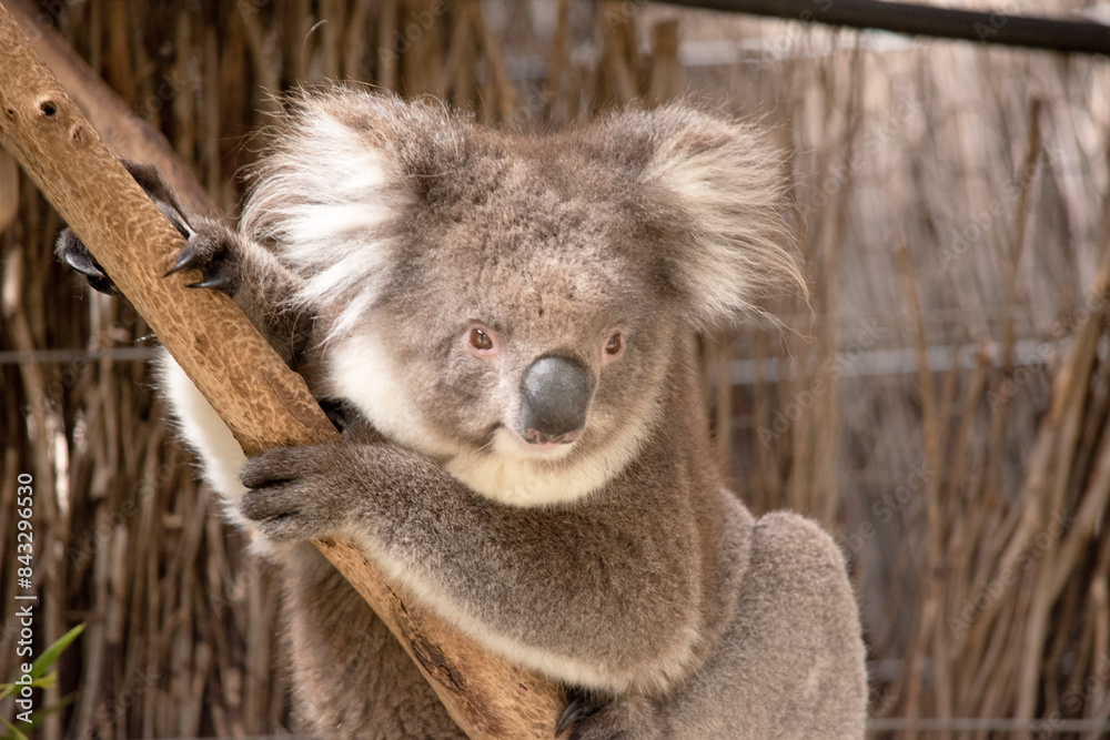 Fototapeta premium the Koala has a large round head, big furry ears and big black nose. Their fur is usually grey-brown in color with white fur on the chest, inner arms, ears and bottom.