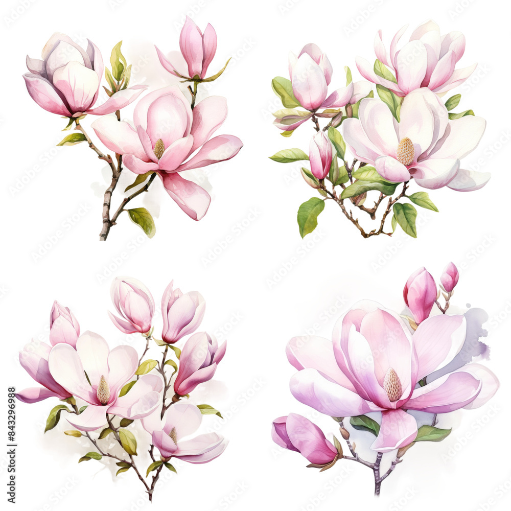 Set of Delicate Magnolia Watercolor Painting on White Background Evoking Serenity and Elegance