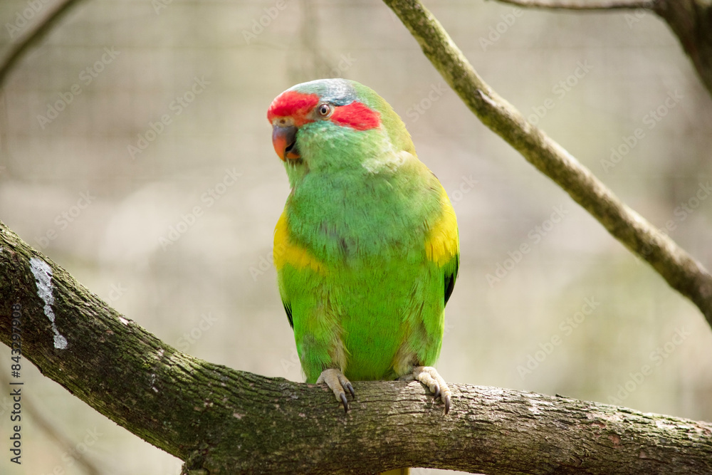 the musk lorikeet is mainly green with red on its face and beak the musk lorikeet is mainly green with red on its face and beak