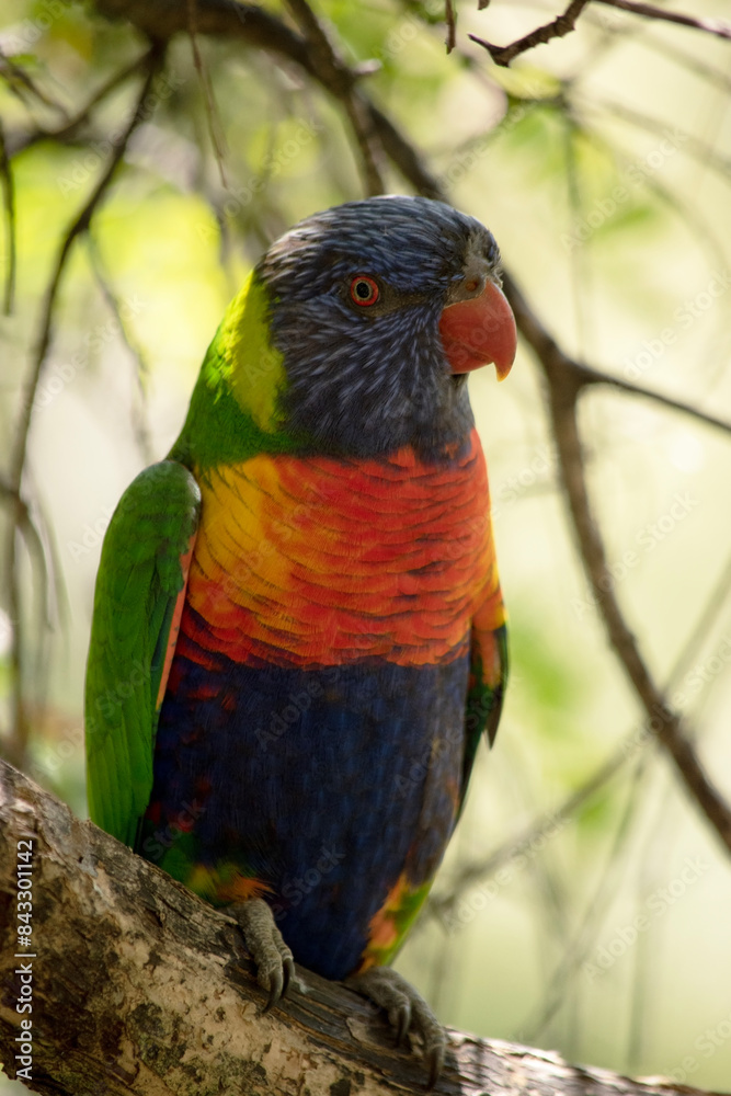 The rainbow lorikeet has a bright yellow-orange/red breast, a mostly violet-blue throat and a yellow-green collar. The rainbow lorikeet has a bright yellow-orange/red breast, a mostly violet-blue throat and a yellow-green collar.