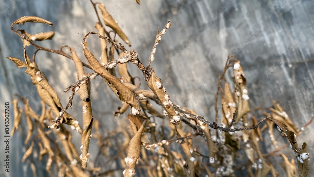 Dry trunk and leaves full of white fungus disease on tree. Focus selected, blur background Dry trunk and leaves full of white fungus disease on tree. Focus selected, blur background