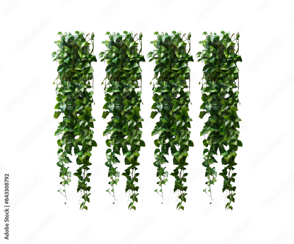 tropical creeper plants in a row Highly Detailed on transparent background. studio lighting and 4k quality tropical creeper plants in a row Highly Detailed on transparent background. studio lighting and 4k quality