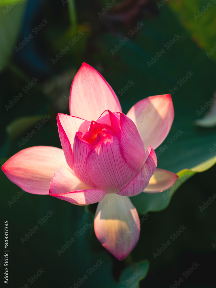 Fototapeta premium 美しい満開のハスの花