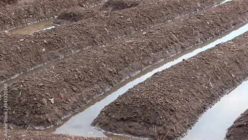 Preparation of agricultural bed soil for planting seeds photo