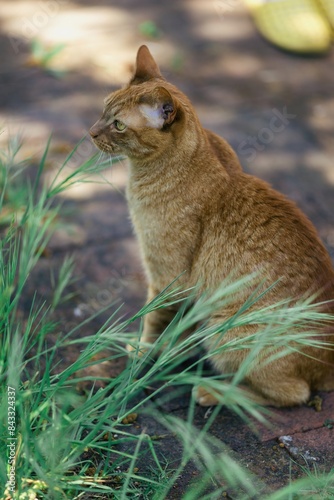 Ginder Domestic House cat relaxing photo