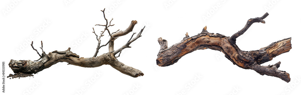 Weathered Tree Branches, Two gnarled tree branches, Natural Rustic Decor on a transparent background. Weathered Tree Branches, Two gnarled tree branches, Natural Rustic Decor on a transparent background.