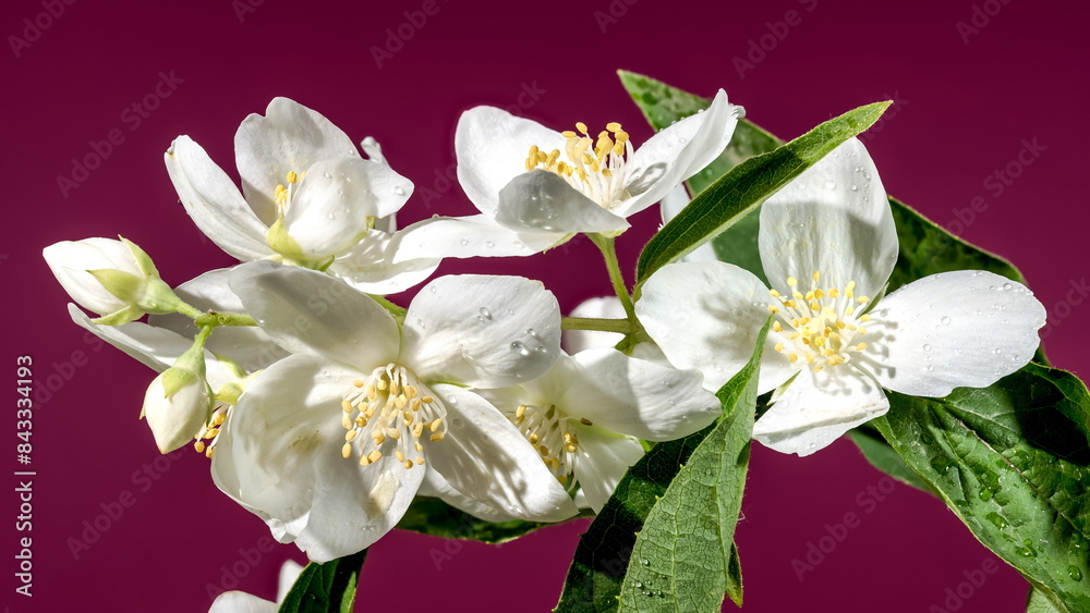 Fototapeta premium Blooming white jasmine flower on a red background