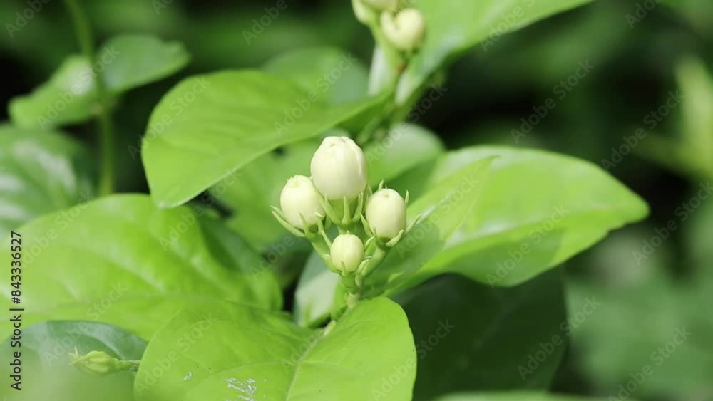 jasmine flowers on the tree in nature bokeh background. jasmine flowers on the tree in nature bokeh background.