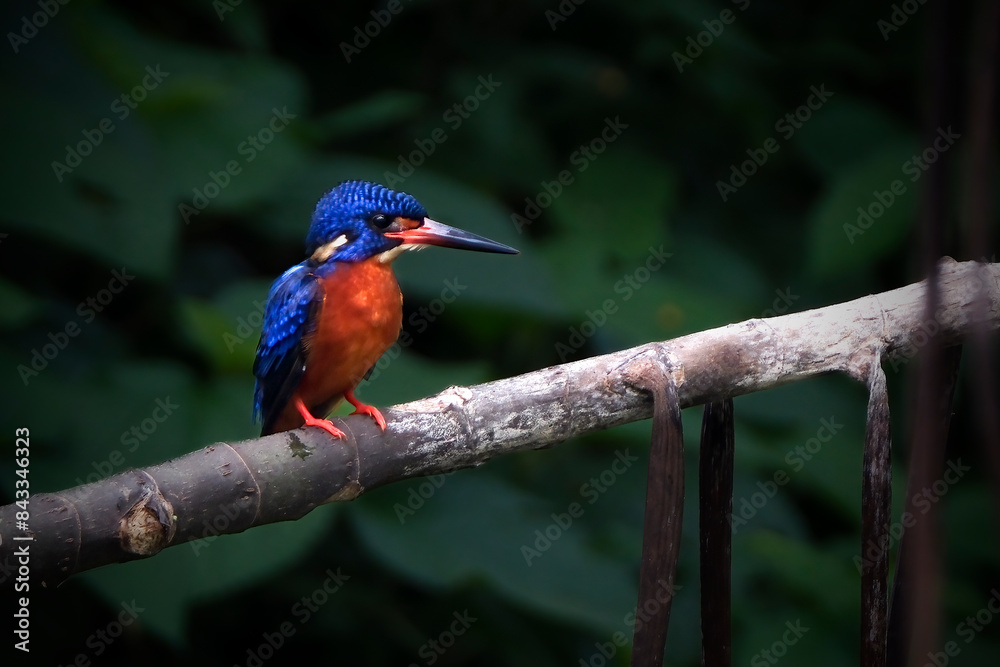 Fototapeta premium Blue eared king fisher perching the branch