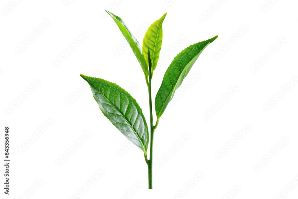 Tea leaf isolated on transparent background Tea leaf isolated on transparent background