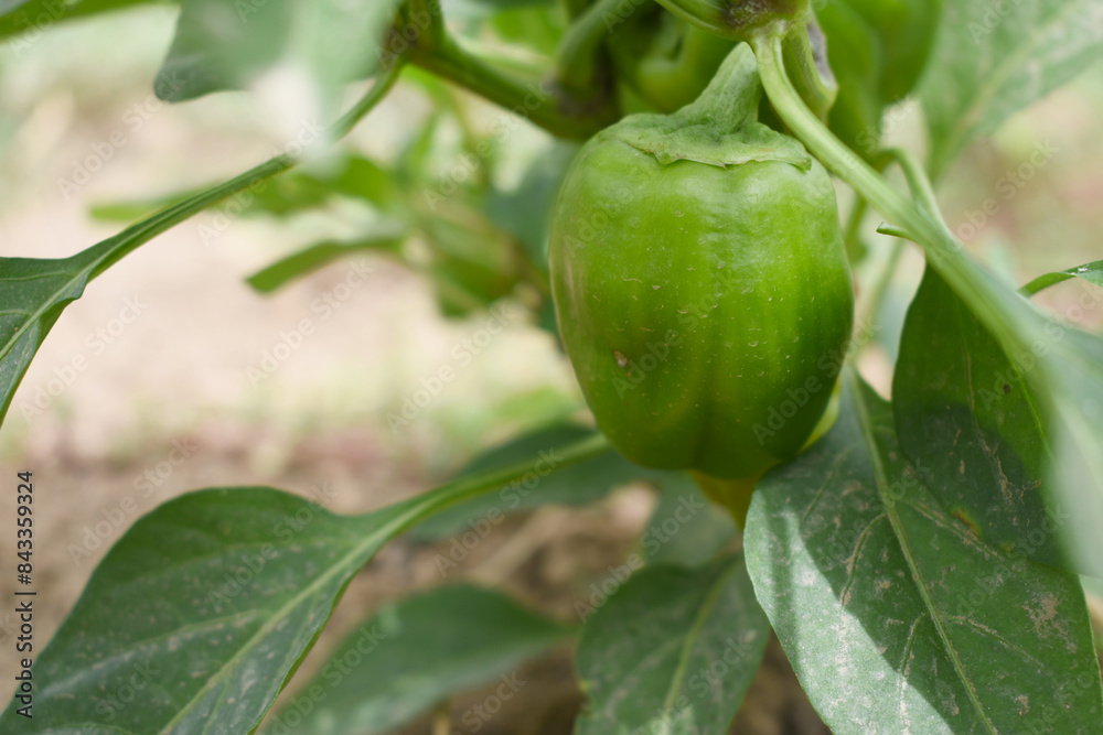 Green Bell peppers or capsicum on plant, bell peppers in the vegetable garden. Closeup of green bell pepper or capsicum growth in field plant agriculture farm. growing bell pepper in a farmer's field Green Bell peppers or capsicum on plant, bell peppers in the vegetable garden. Closeup of green bell pepper or capsicum growth in field plant agriculture farm. growing bell pepper in a farmer's field