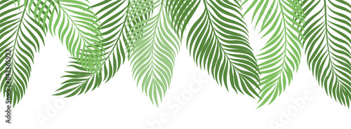 Palm Tree Leaf Border