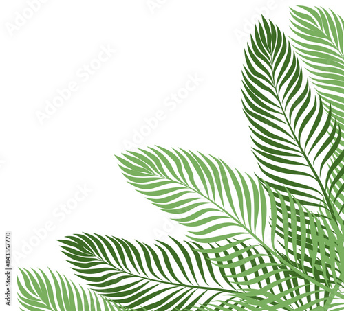 Palm Tree Leaf Border