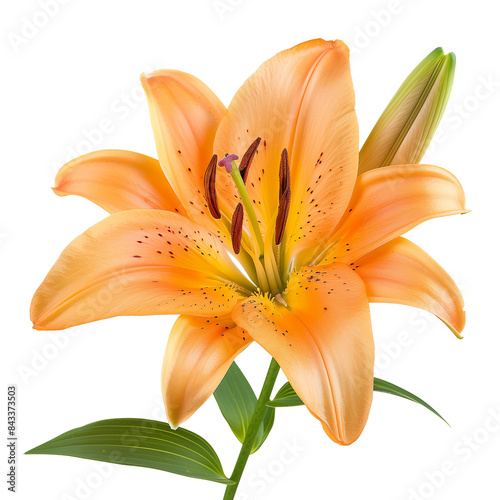 Lily Flower Isolated on Transparent Background