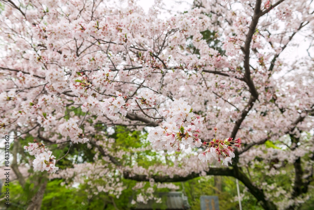White cherry blossom at Nyoirinji temple in spring, Ogori, Fukuoka White cherry blossom at Nyoirinji temple in spring, Ogori, Fukuoka