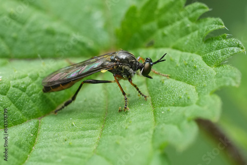 Closeup on the European Striped-legged Robber Fly, Dioctria hyalipennis, sitting on a green leaf photo