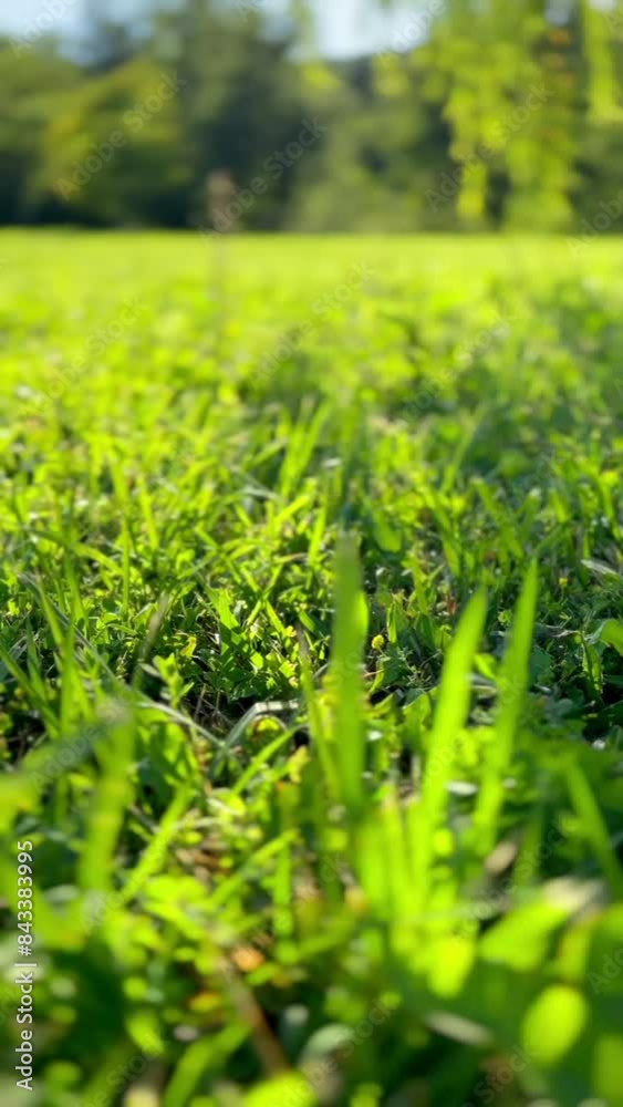 blurry yellow sun rises above dense forest low angle shot through grass stems with transparent dew extreme close view