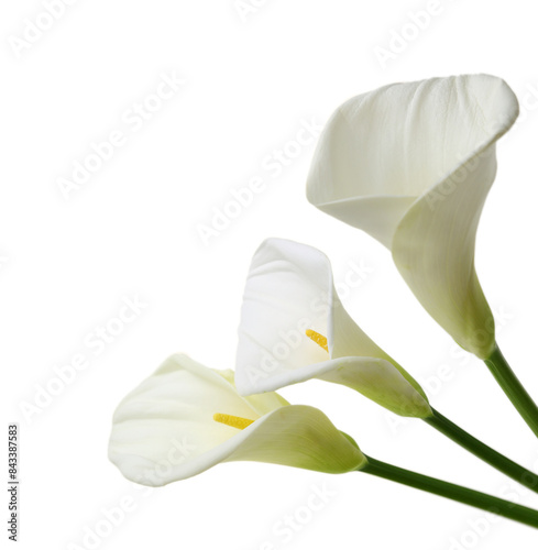 white calla lily isolated on transparent background photo