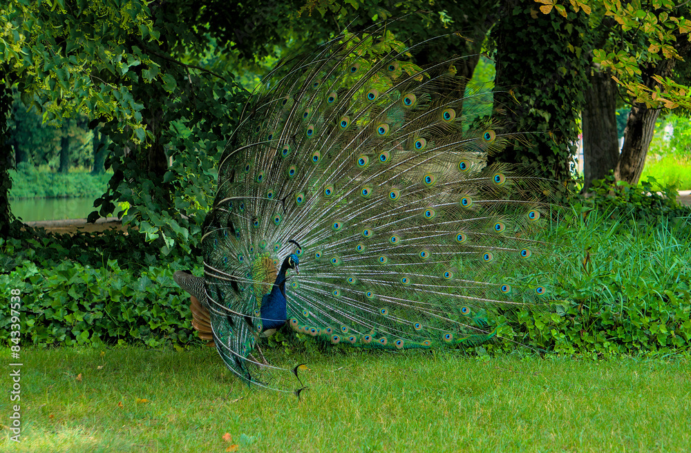 Obraz premium Majestic male peacock showcases its vibrant, iridescent tail feathers in a natural garden habitat.