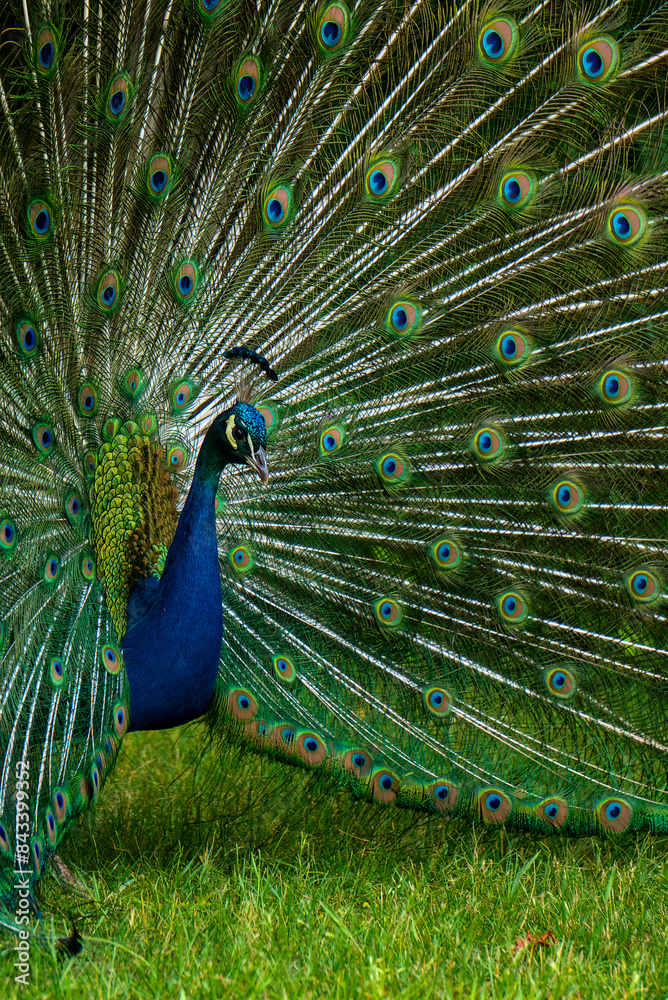 Obraz premium A majestic male peacock showcases its elaborate and colorful tail feathers in a full display on a lush green backdrop.
