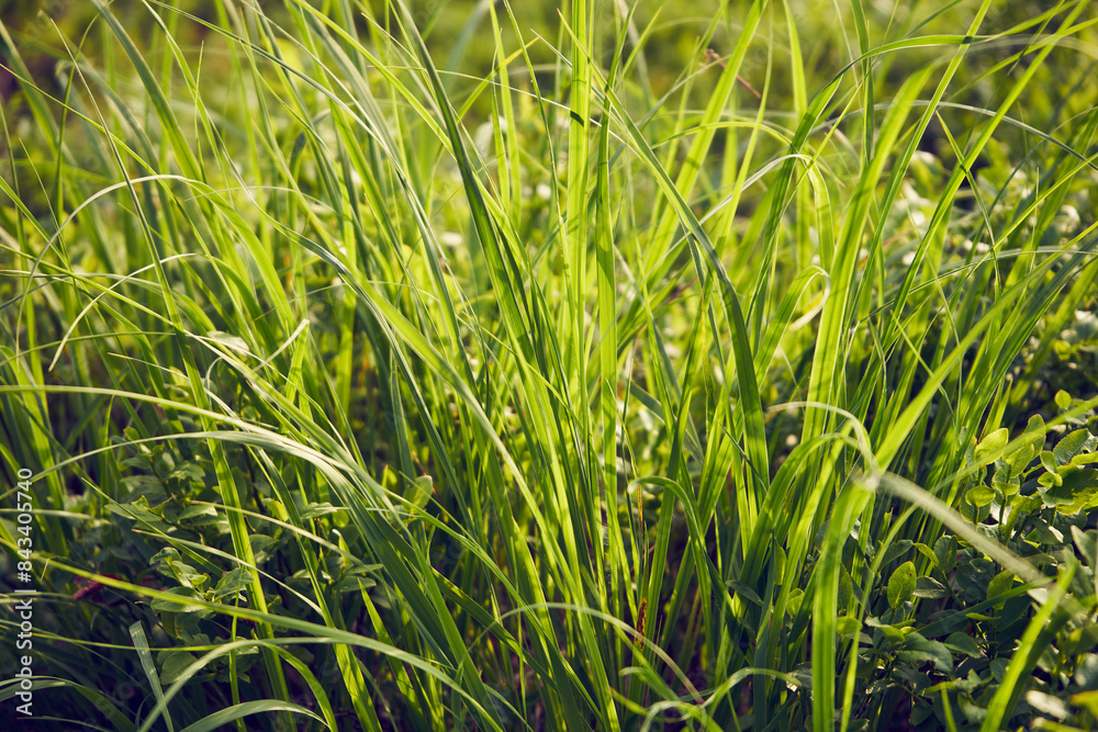 Obraz premium trawa