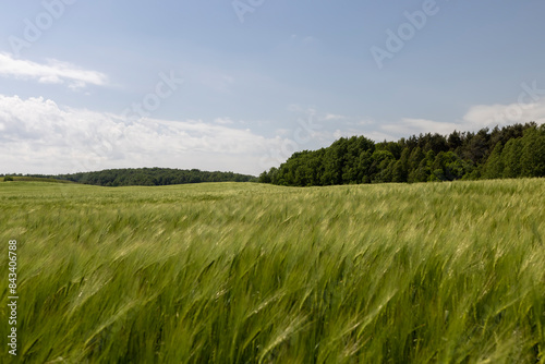 unripe barley ears in spring