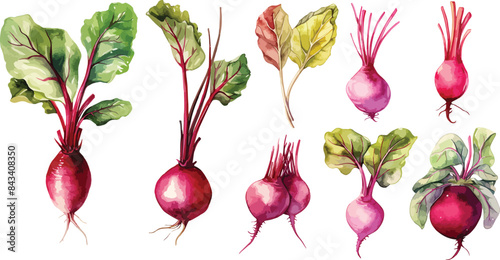 beet clipart vector for graphic resources	