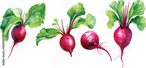 beet clipart vector for graphic resources	