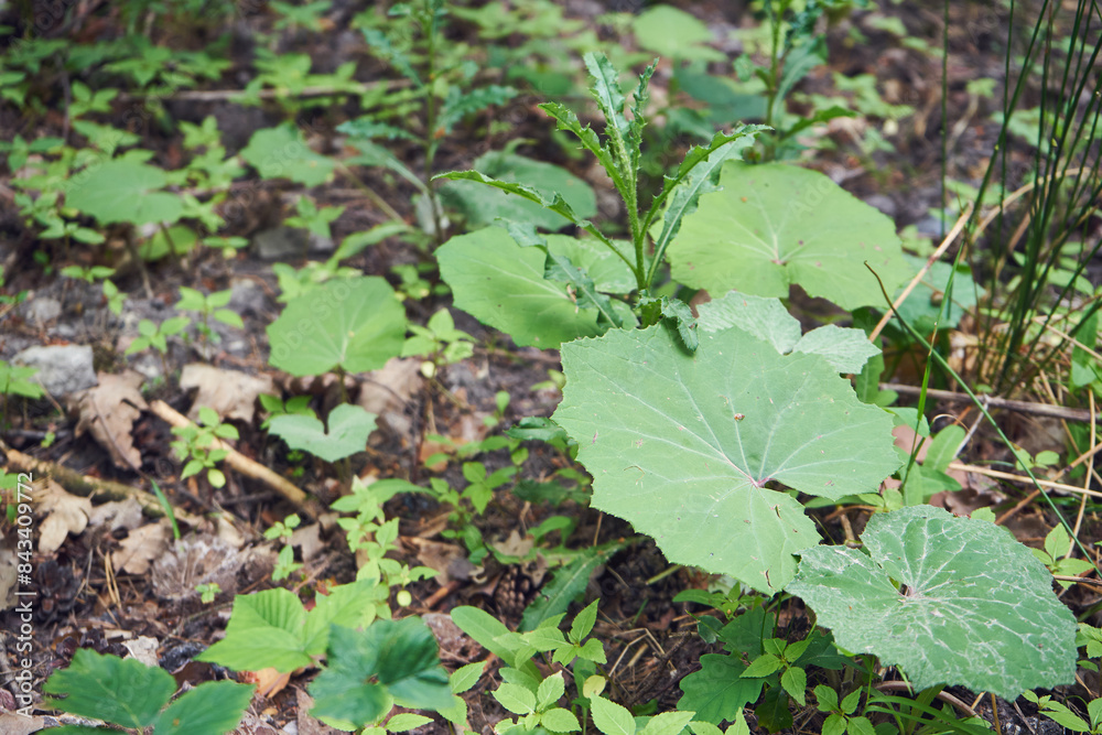Fototapeta premium Podbiał pospolity ,Tussilago farfara L.