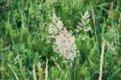 Kłosówka wełnista ,Holcus lanatus L.,trawa photo