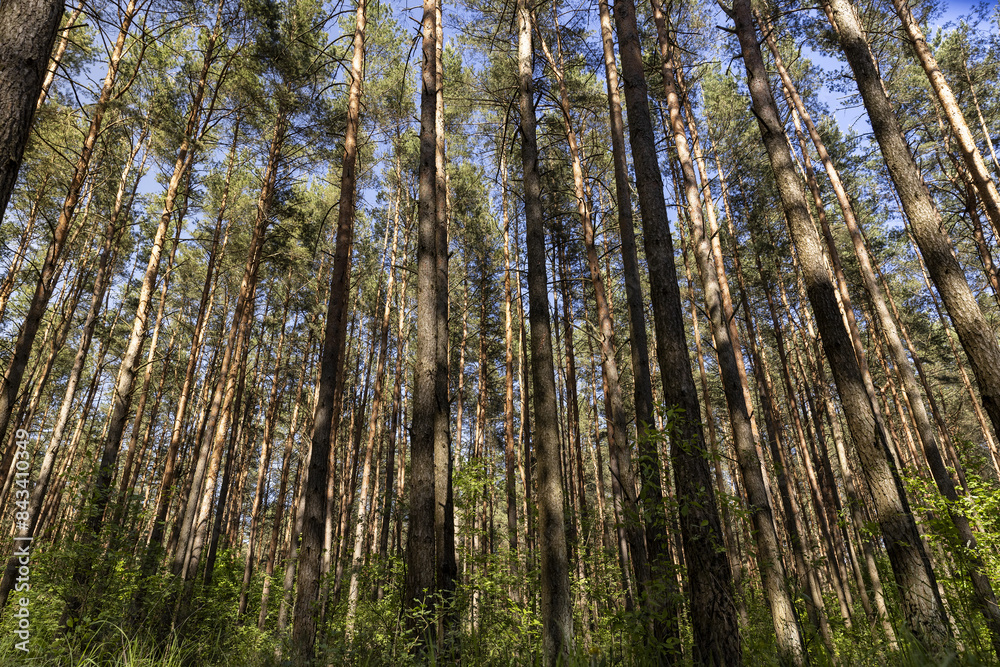 pine forest with tall trees against a blue sky background pine forest with tall trees against a blue sky background