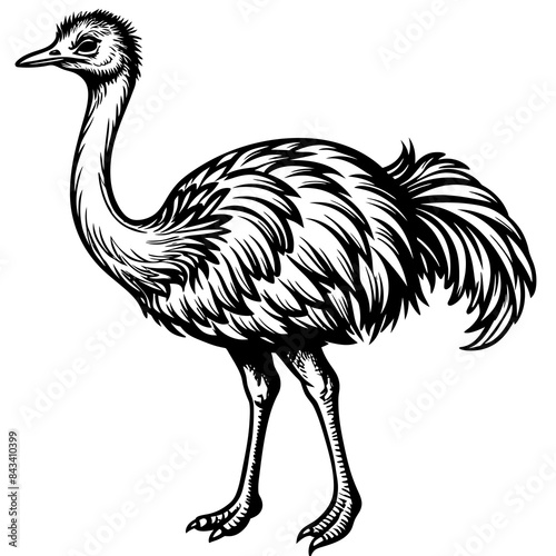 ostrich vector design  photo