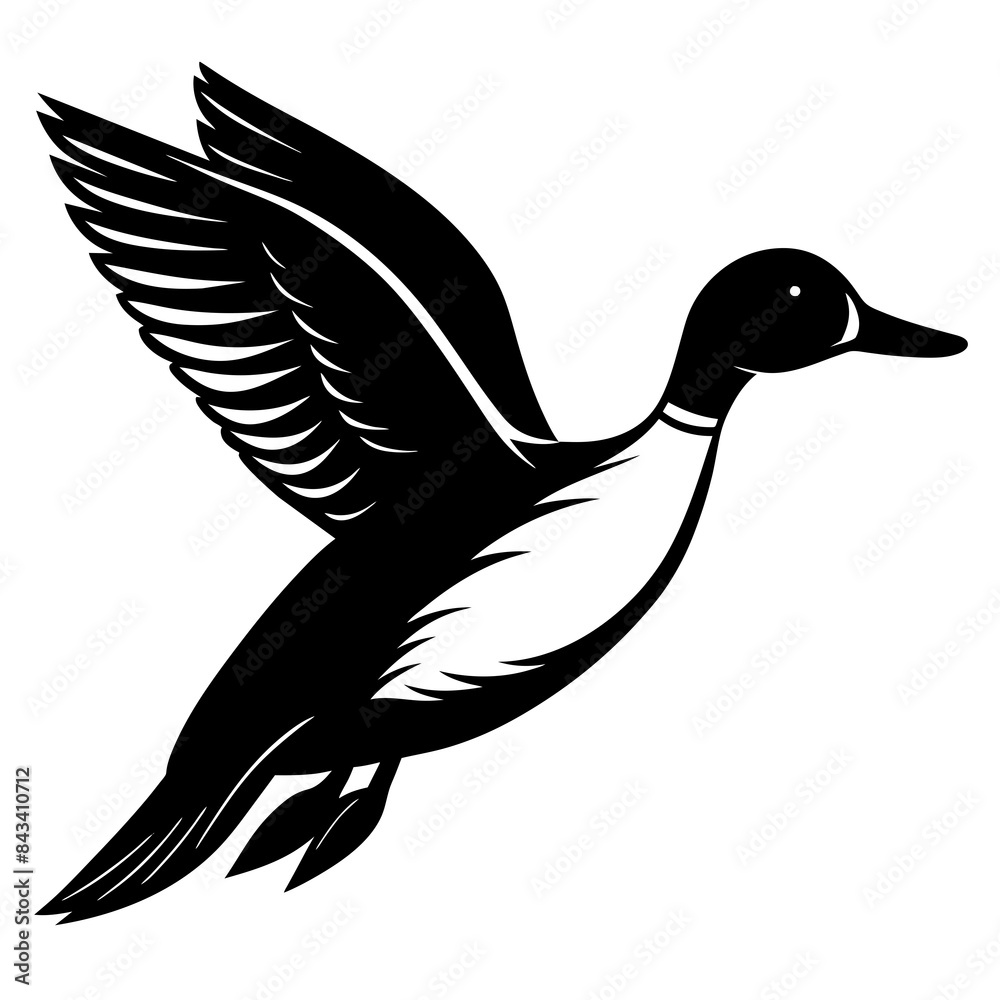 Fototapeta premium Pintail Duck flying vector silhouette on a white background.