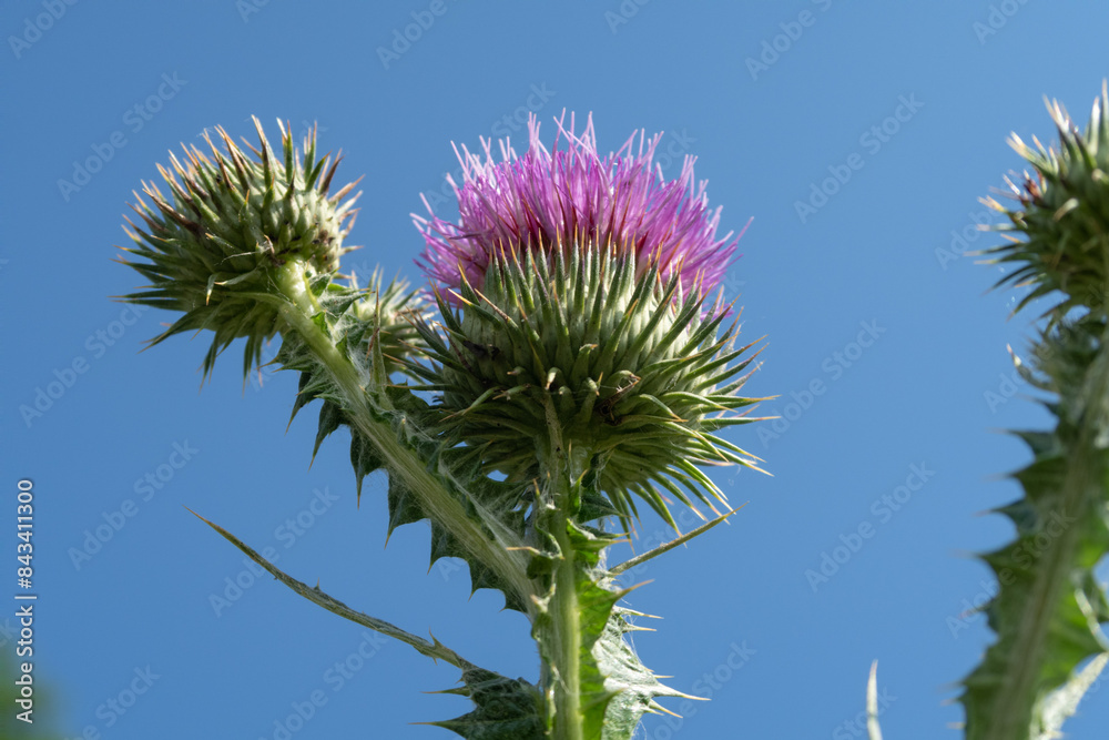 Onopordum acanthium Scotch Thistle