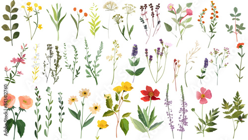Beautiful romantic flower collection with leaves. Watercolor summer wild field flowers. Idea for wedding, fabrics, card, poster, invitation, decoration, paper design.