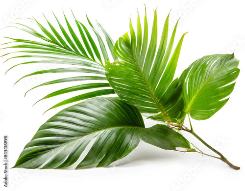 Tropische Blätter isoliert auf weißen Hintergrund, Freisteller  photo