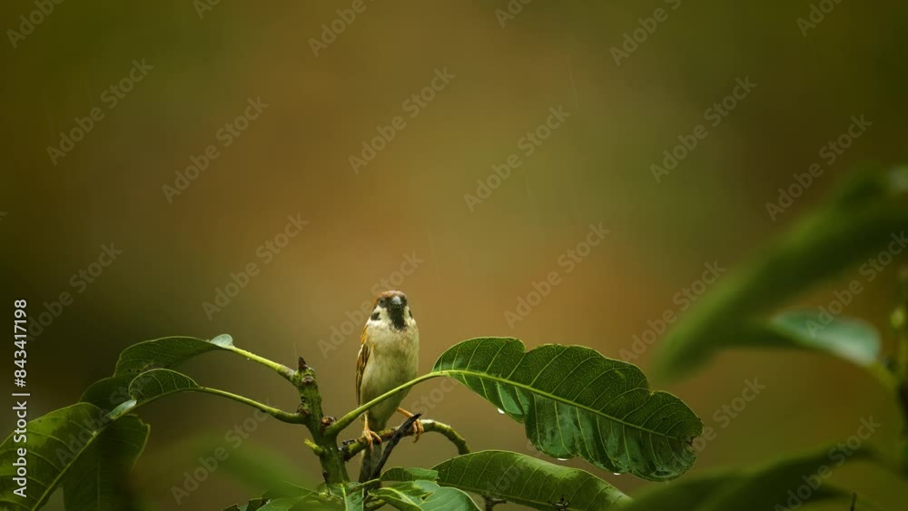 Tree sparrow perched in the rain with sound 60 fps Tree sparrow perched in the rain with sound 60 fps