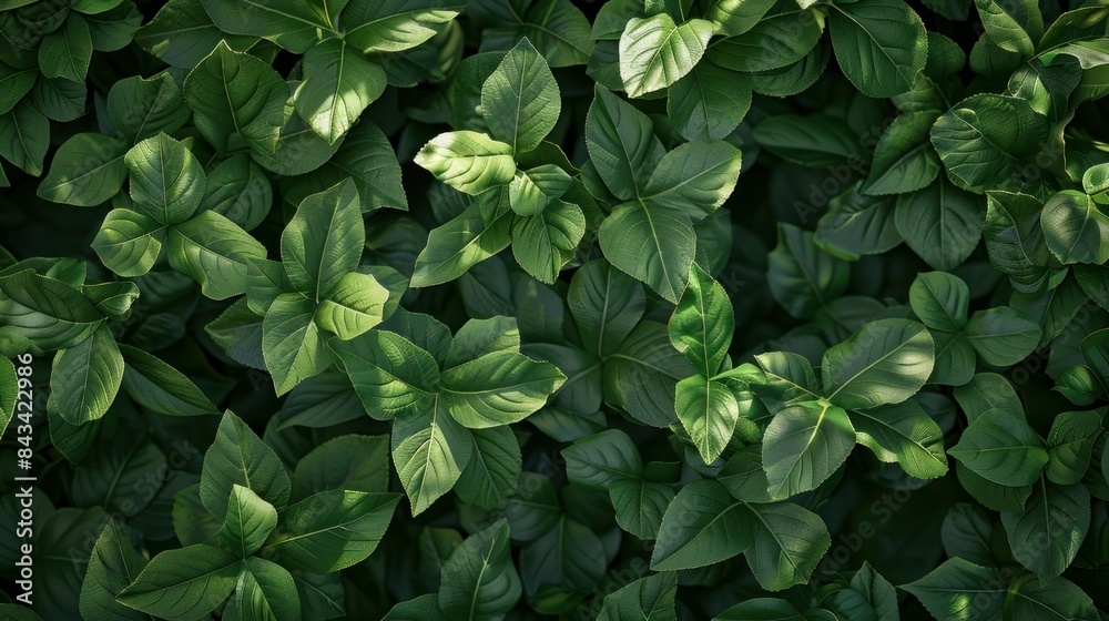 Nature Leaf Texture. Nature background, closeup nature view of abstract green texture, tropical leaf. abstract green texture Nature Leaf Texture. Nature background, closeup nature view of abstract green texture, tropical leaf. abstract green texture