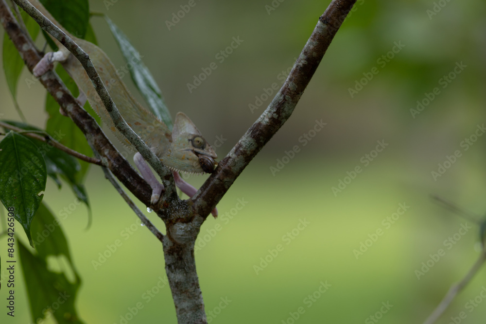 photograph of chameleon hanging in the branch photograph of chameleon hanging in the branch
