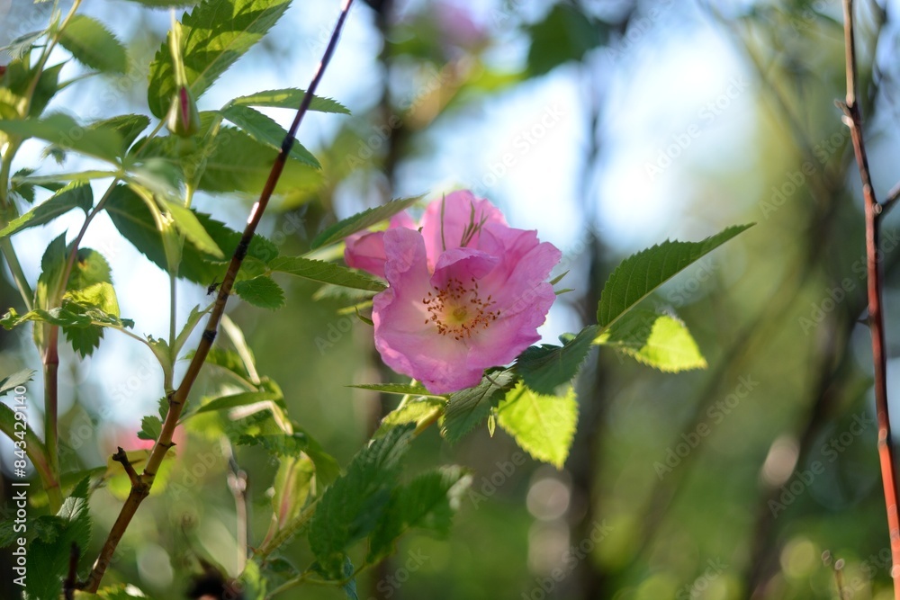 Blooming wildflowers, walking in the fields.