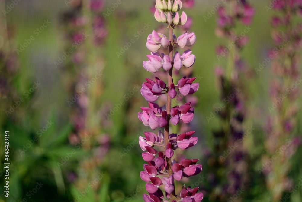 Blooming wildflowers, walking in the fields. Blooming wildflowers, walking in the fields.