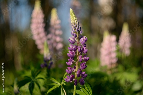 Blooming wildflowers, walking in the fields.