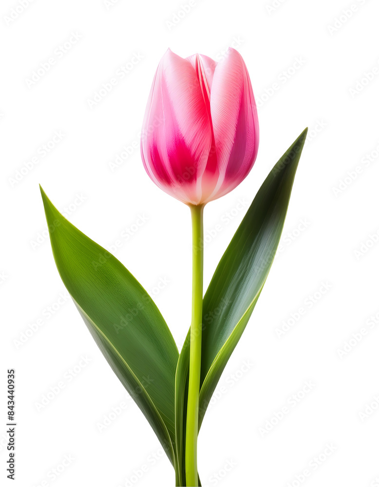 Single Orange and Pink Striped Tulip Flower on Transparent Background Single Orange and Pink Striped Tulip Flower on Transparent Background