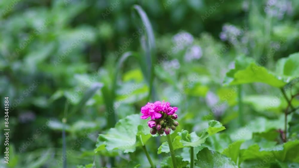 Radiant Pink Geraniums in the Rain with Lush Green Backdrop and Withered Twigs Radiant Pink Geraniums in the Rain with Lush Green Backdrop and Withered Twigs
