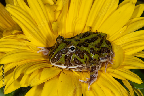 Green Pacman Frog on yellow flower (Ceratophrys cranwelli )
 photo