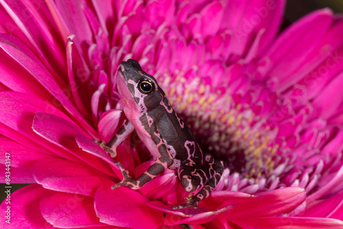 Purple Harlequin Toad (Atelopus barbotini)